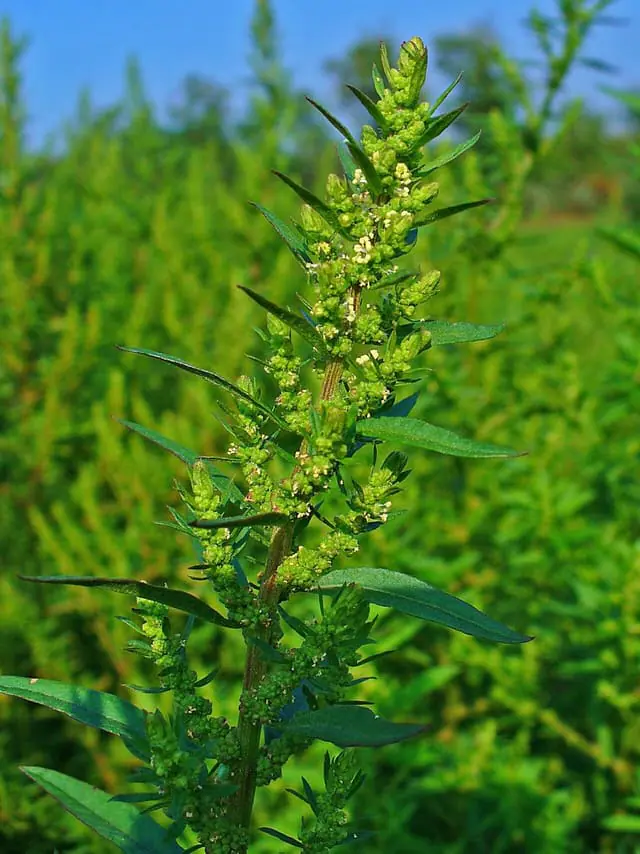 Hierbas y plantas depurativas